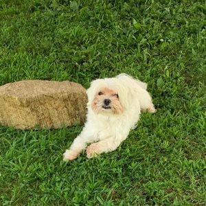 Meet your Posher, Peachy